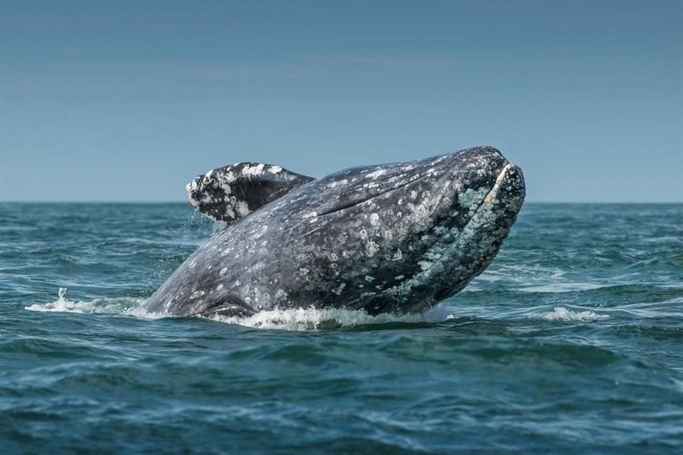 Ballenas grises, mariposas monarca, lobos marinos y otras especies se pueden avistar durante esta temporada.