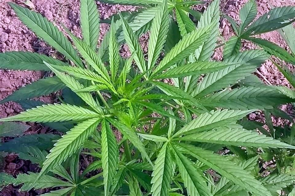 El Senado aprobó una ley para despenalizar la mariguana, la cual ahora será analizada por la Cámara de Diputados.
