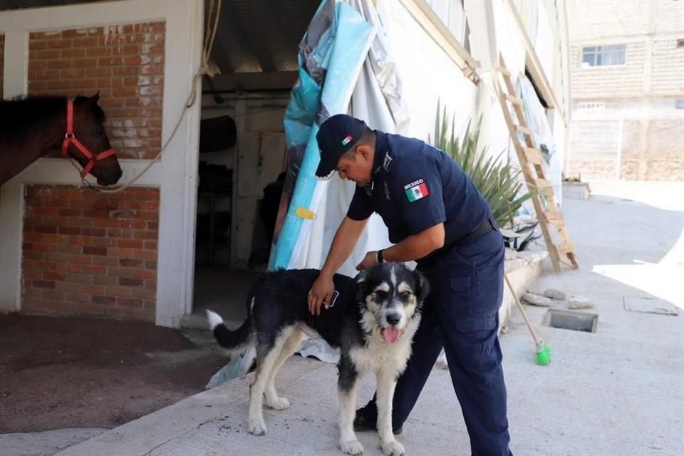 Héctor ahora ayuda a la Policía Montada de Ecatepec.