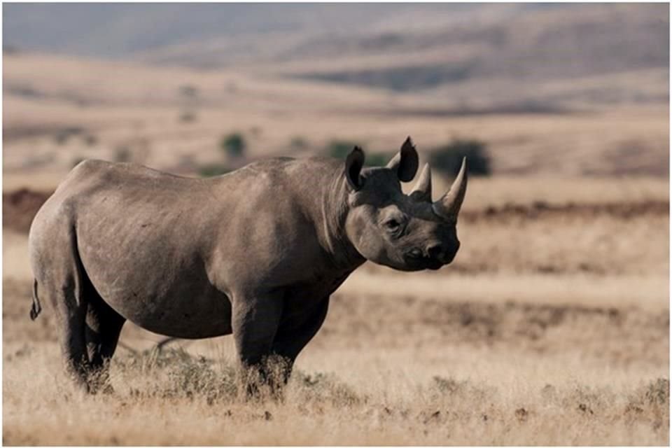 Aunque la especie aún está en peligro crítico de extinción, el número de ejemplares creció 16.2 por ciento del 2012 al 2018, señala la UICN.