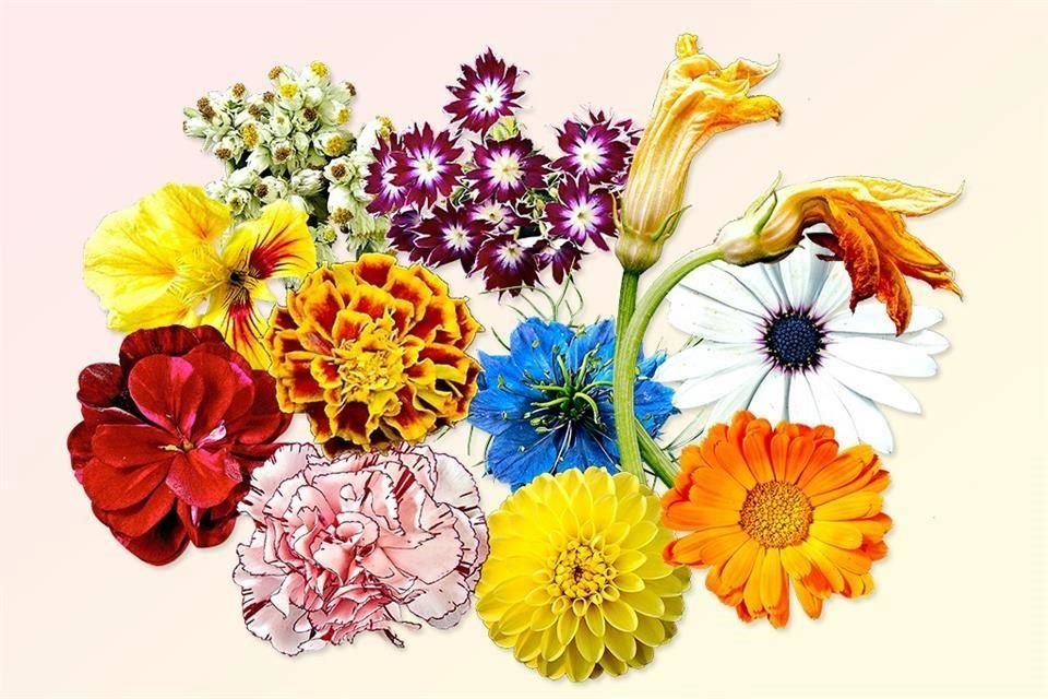 Además de tener propiedades medicinales y antioxidantes, las flores comestibles tienen usos gastronómicos.