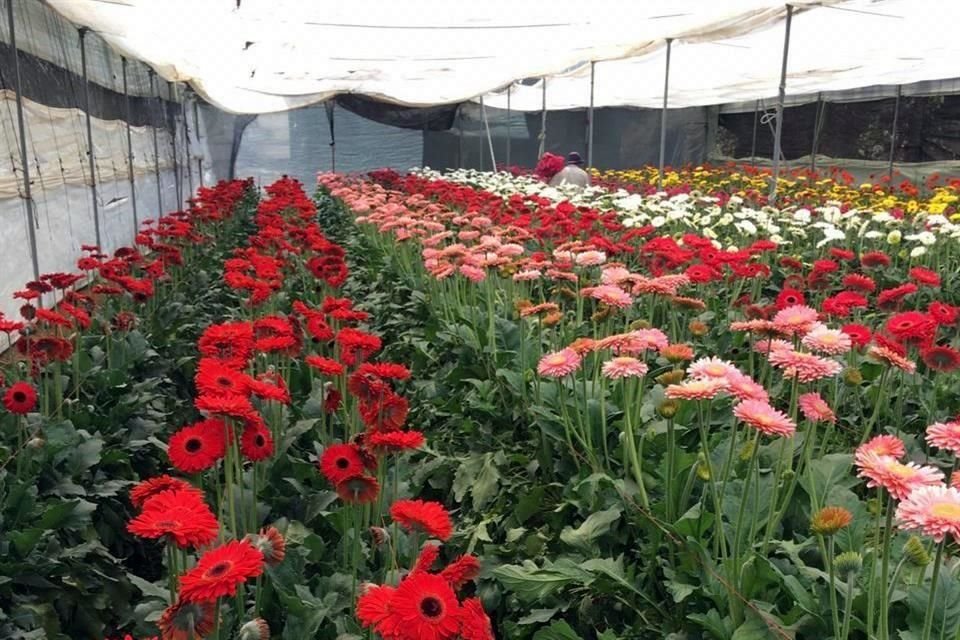 La venta de flores como la gerbera ha caído hasta 95 por ciento.