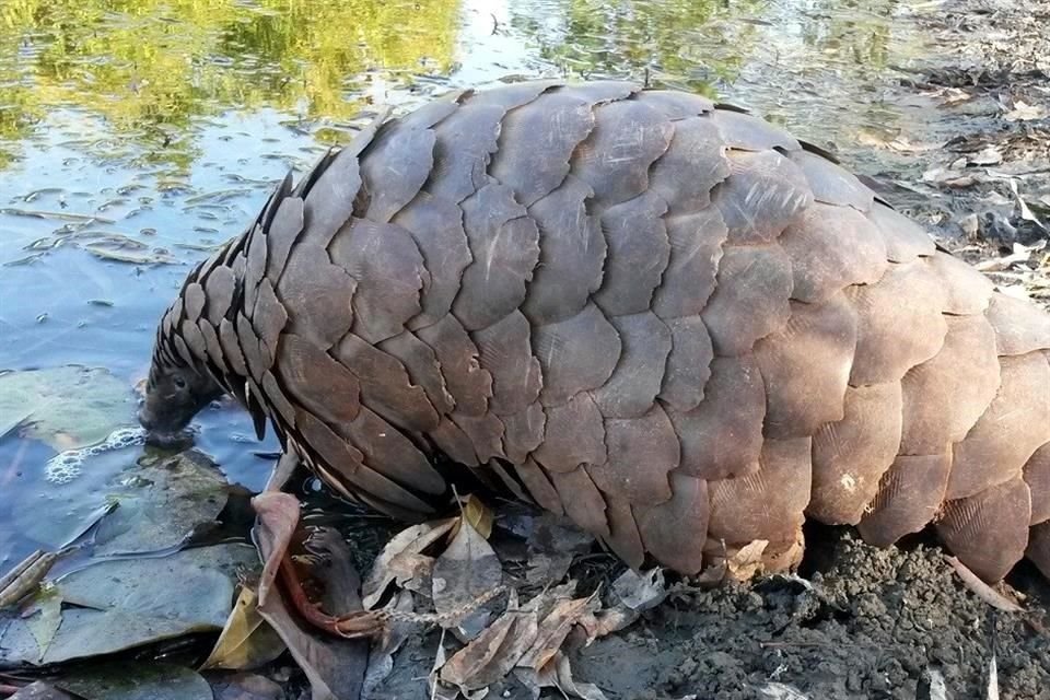 Más del 90 por ciento de participantes de una encuesta de WWF en Asia apoyan que sus gobiernos cierren los mercados de fauna silvestre.