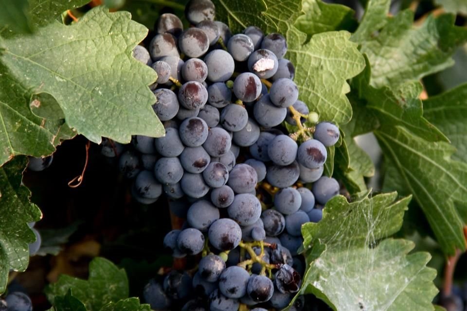 Celebra el Día Mundial del Malbec desde casa.