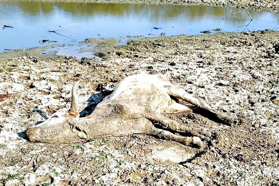 Ante la falta de alimento por la sequía, ya está muriendo ganado.