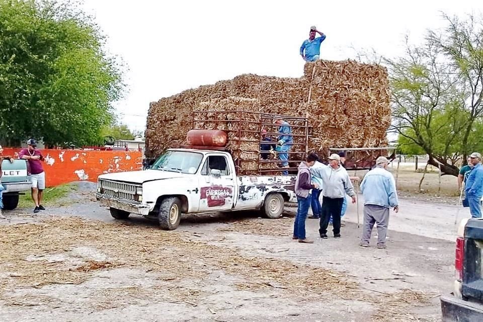 Los ganaderos hacen lo que pueden por conseguir forraje.