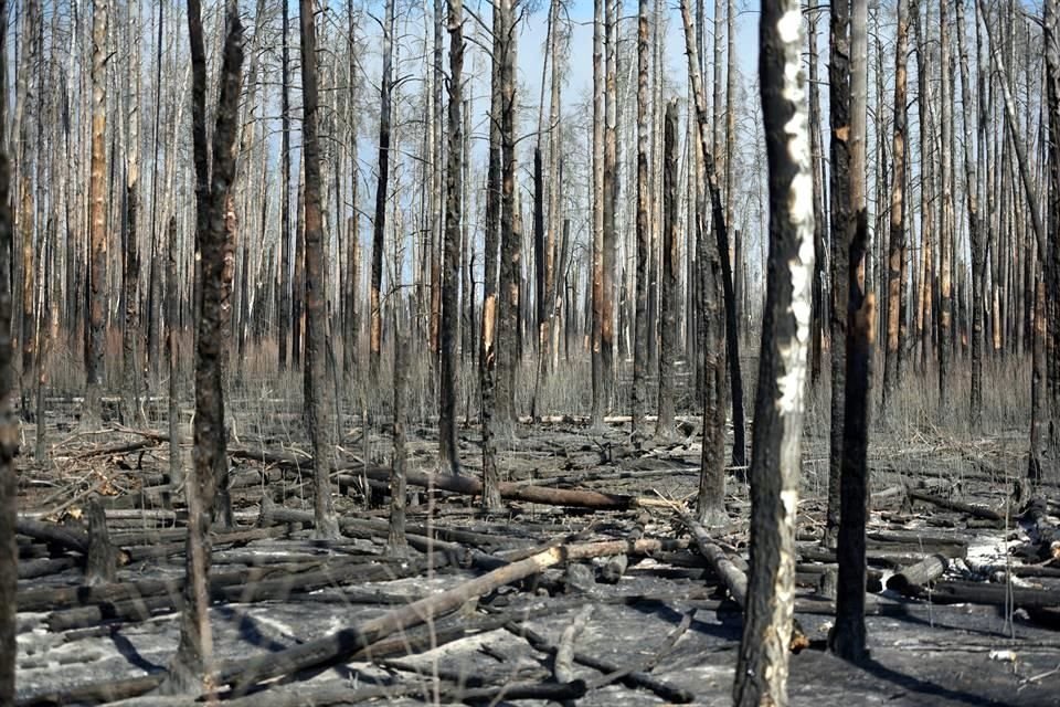 Bosques quemados en el área, luego de que se lograra controlar el fuego.