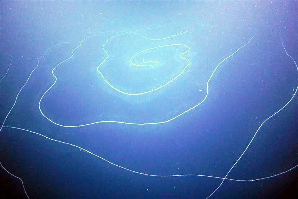 Un organismo de 45 metros de longitud descubierto en el Océano Índico podría ser el más largo del planeta, estiman científicos.