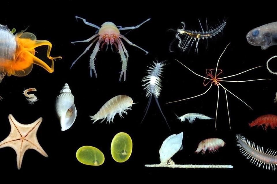 Los científicos encontraron cerca de 30 nuevas especies submarinas.
