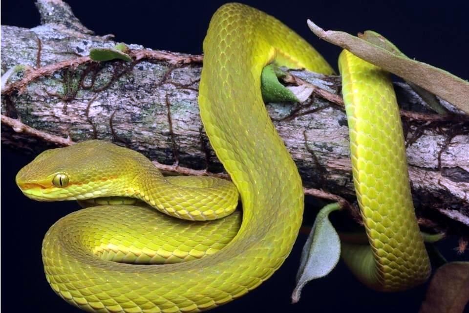 La víbora de Salazar es de color verde, pero los machos cuentan con una raya naranja y roja.