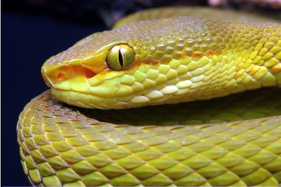 Las víboras verdes del género Trimeresurus son se distribuyen en el este y sudeste de Asia.