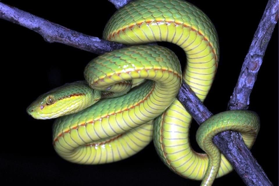 El reptil fue descubierto durante una expedición a Arunachal Pradesh, en la India