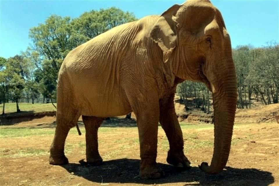 Con tu ayuda podrás ayudar a que los parque puedas mantener a los animales.