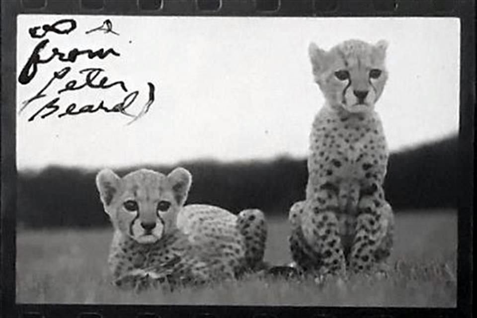 El afamado fotógrafo Peter Beard murió hace unos días y dejó impresionantes imágenes del continente africano que harán soñar a los viajeros.