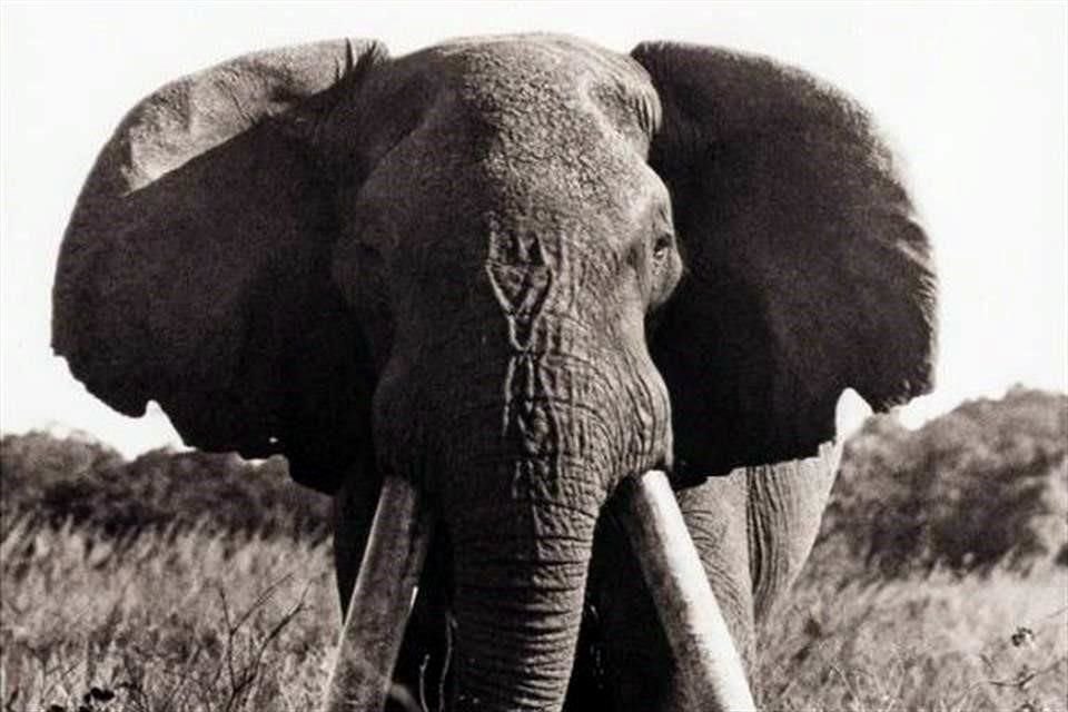 El afamado fotógrafo Peter Beard murió hace unos días y dejó impresionantes imágenes del continente africano que harán soñar a los viajeros.