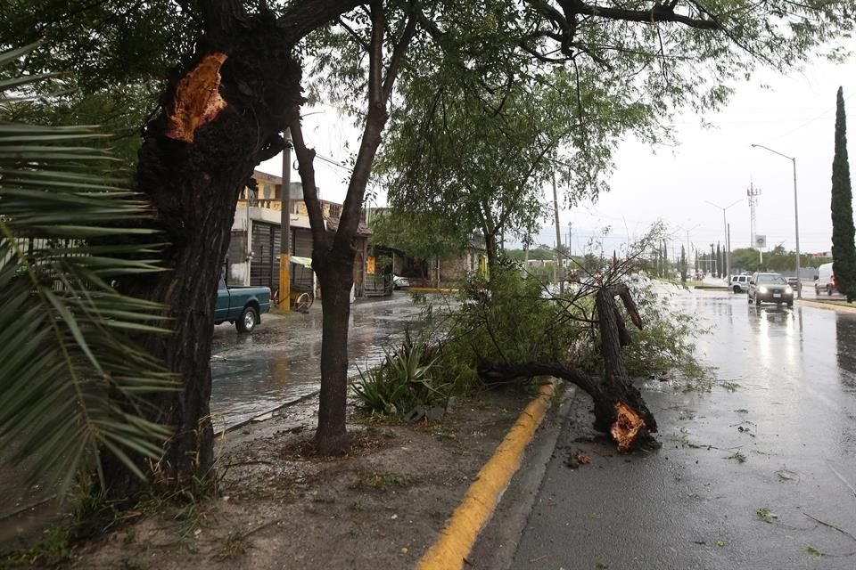 Se reportaron caídas de árboles en distintos puntos de la Ciudad.