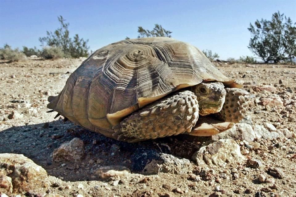 El aire completamente seco y la escasa cobertura vegetal hacen que la luz del sol caliente la superficie del desierto.