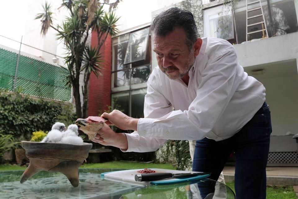 Jorge Zenteno utiliza una marioneta para alimentar a los polluelos.