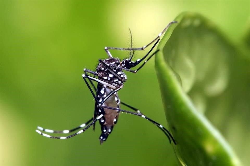 Autoridades de Florida aprobaron la liberación de mosquitos genéticamente modificados, a pesar de la oposición de ambientalistas.