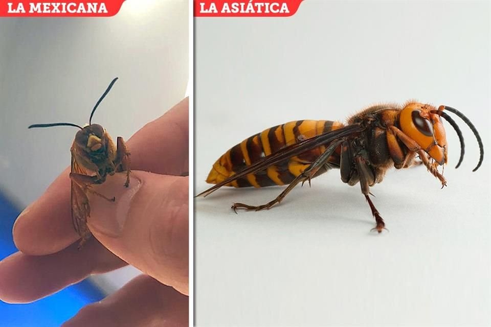 Vecinos regios sospecharon haber atrapado un avispón gigante asiático, pero especialistas dijeron que es una avispa.