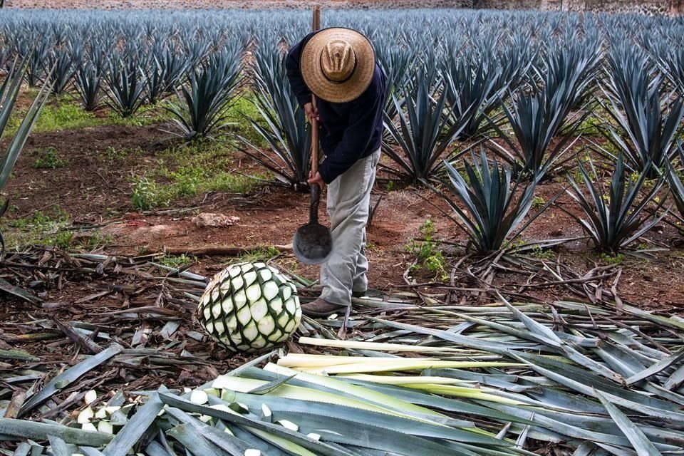 La exportación de tequila y mezcal aumentó 11.57 por ciento durante el primer semestre del año.