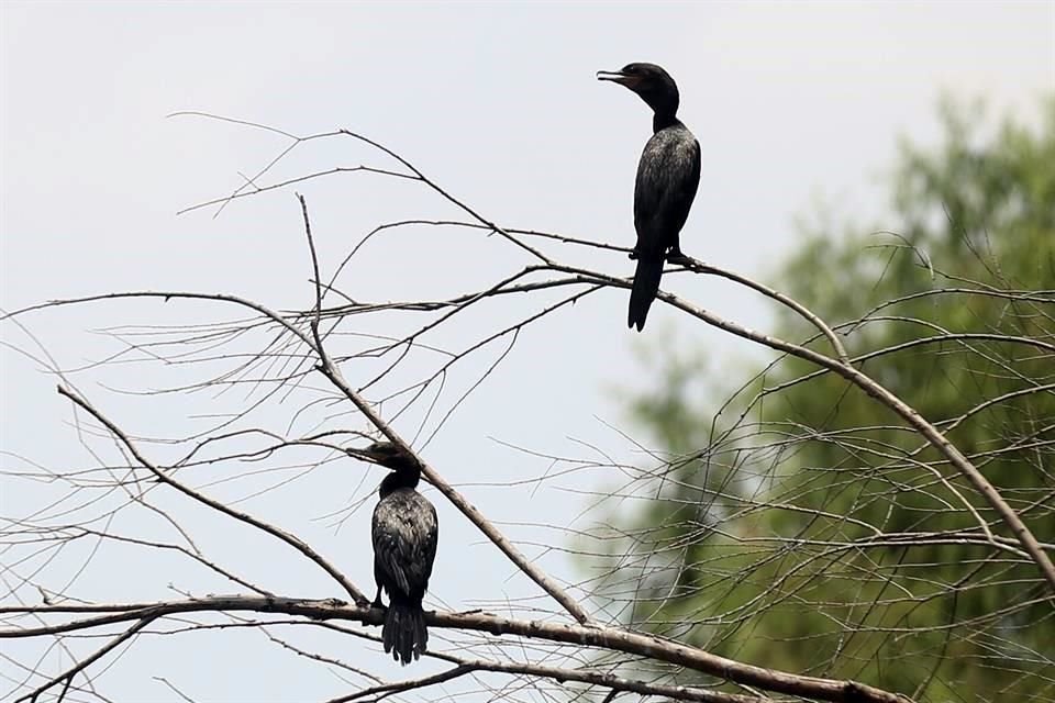 Dentro de la fauna hallada en el Río se encuentra el Cormorán Neotropical.