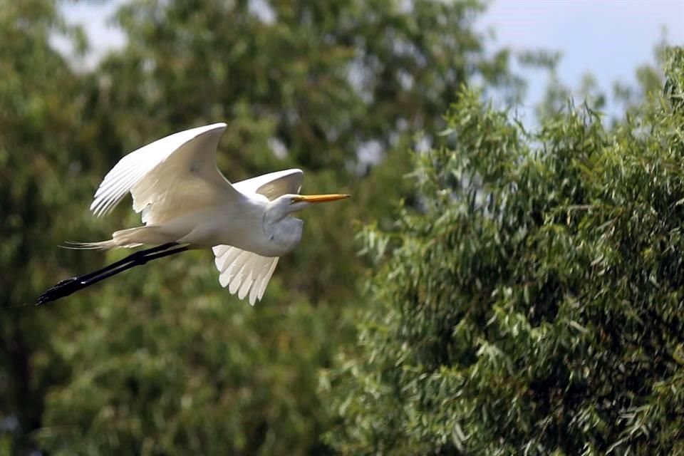 Una garza fue captada en pleno vuelo a la altura del Puente Churubusco.