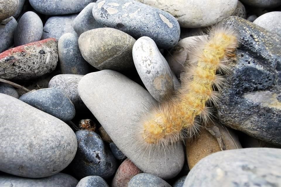 Los insectos forman parte importante del ecosistema.