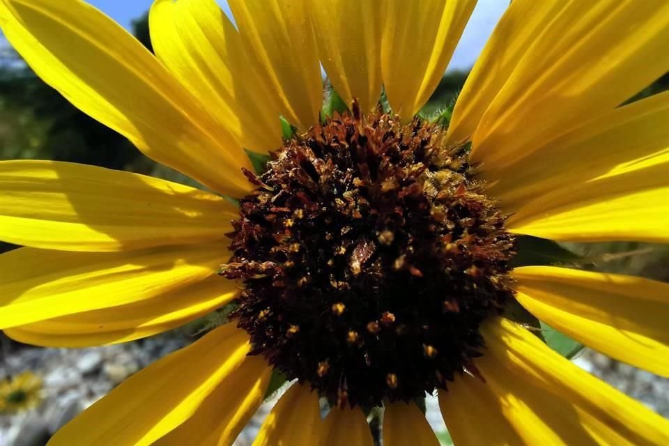 Dentro de la flora en el cauce se encuentran los girasoles, que es la flor más común a lo largo del lecho.