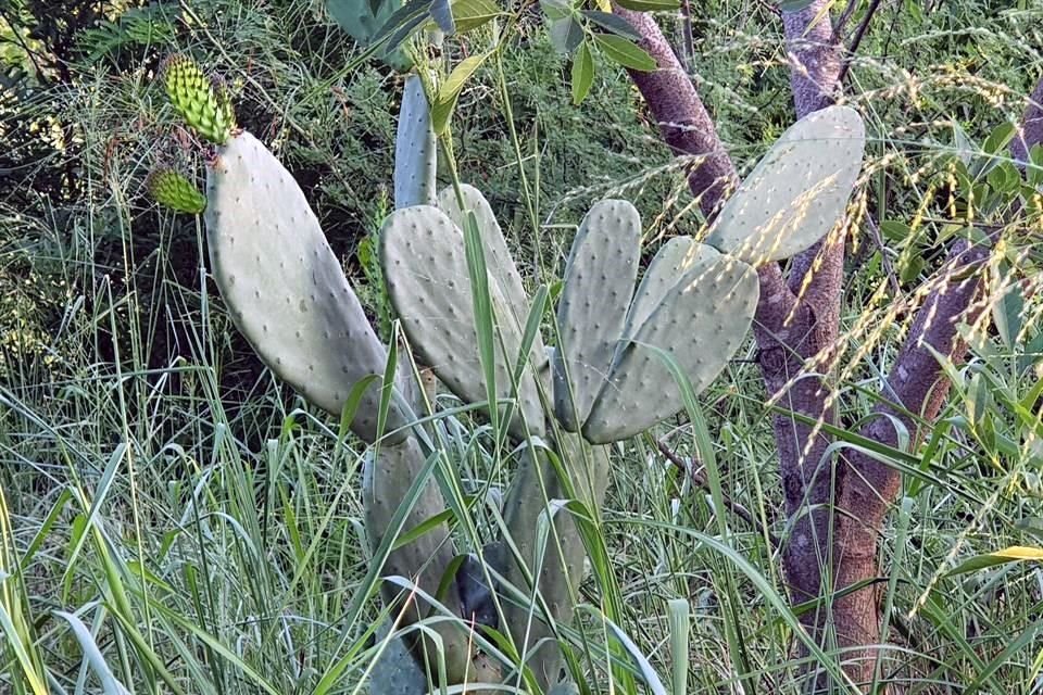 Los nopales se encuentran en áreas como una ubicada a la altura de Morones y Zaragoza.