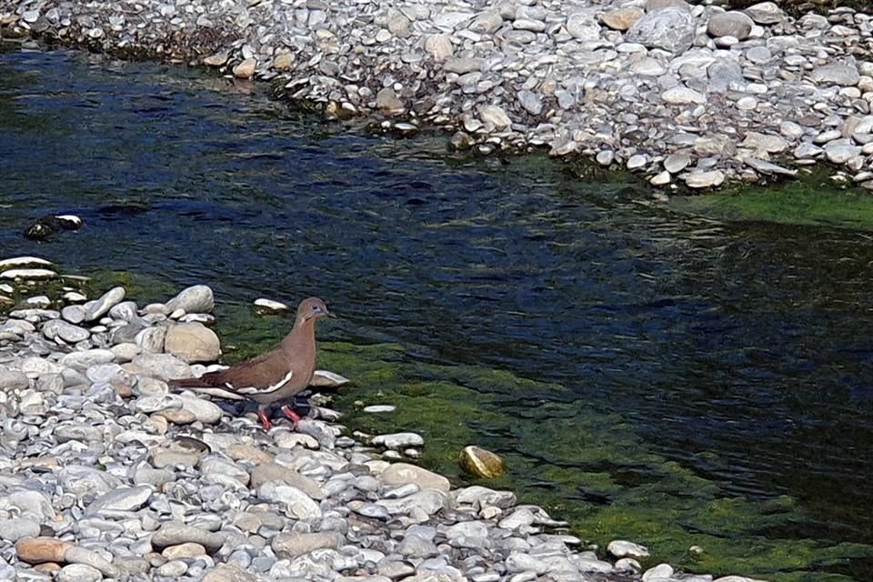 Las palomas ala blanca tienen mucha presencia a lo largo del río.