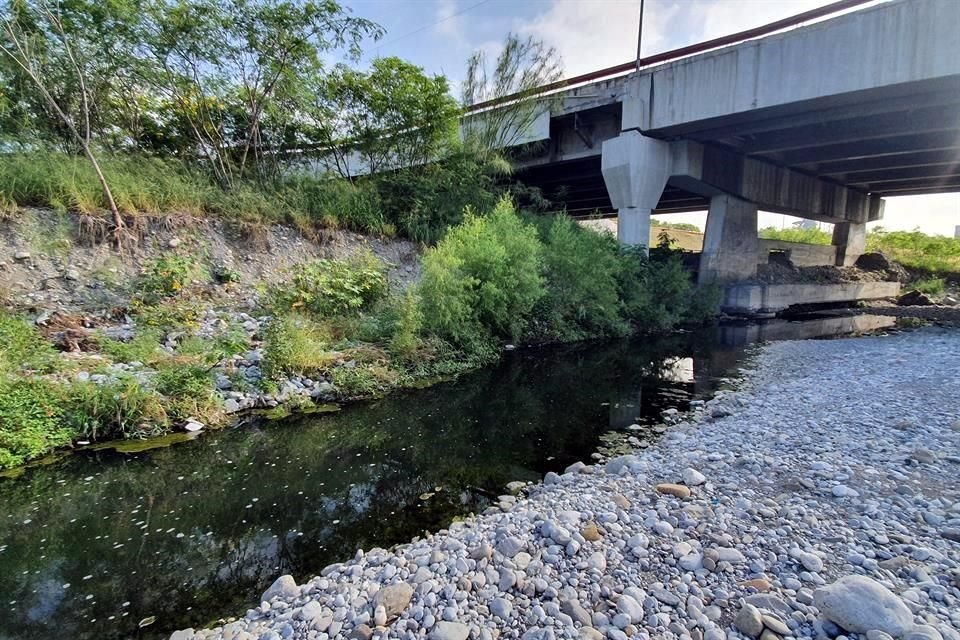 El espeso y verde follaje del Río Santa Catarina atrapa la atención de quienes transitan por la Avenida Morones Prieto.