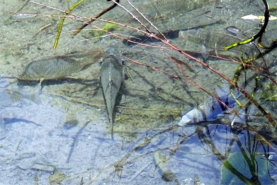 En el cauce pueden encontrarse estanques con mojarras copetonas y norteñas.