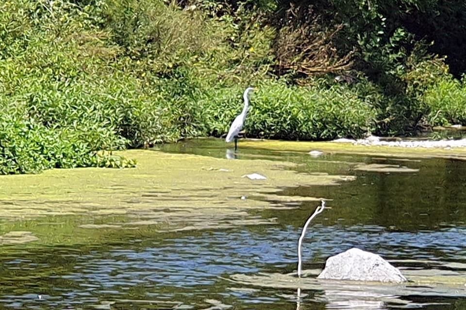 Dentro de la fauna hallada en el Río se encuentran las garzas blancas.