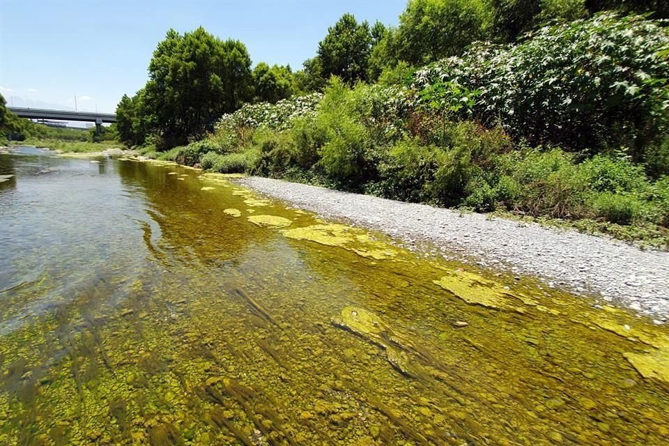 En otras zonas, tiene una tonalidad verde casi fosforescente, que es el color que le dan las algas y la vegetación.