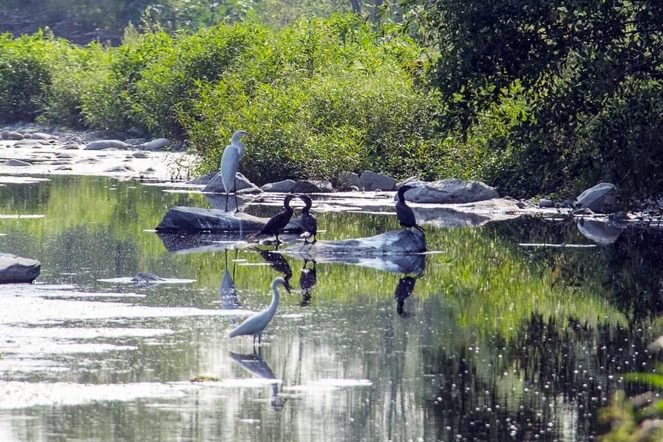 Las garzas y los Cormorán Neotropical suelen convivir en el afluente.