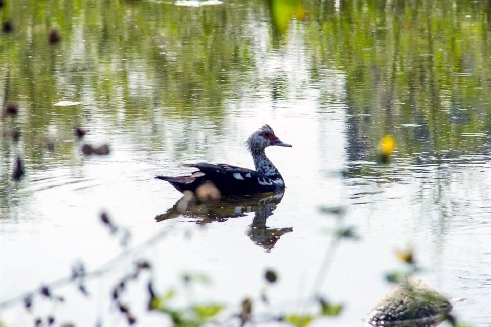 Los patos son la segunda especie de aves con más presencia en el Río Santa Catarina.