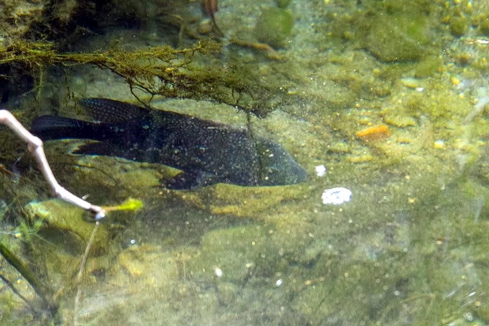 Los peces suele adentrarse bajo piedras para evitar a las garzas.