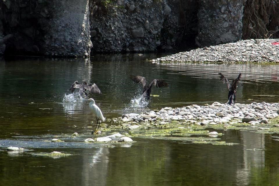 Las aves son las que tienen mayor presencia con un total de 8 especies y son escurridizas ante la presencia humana.