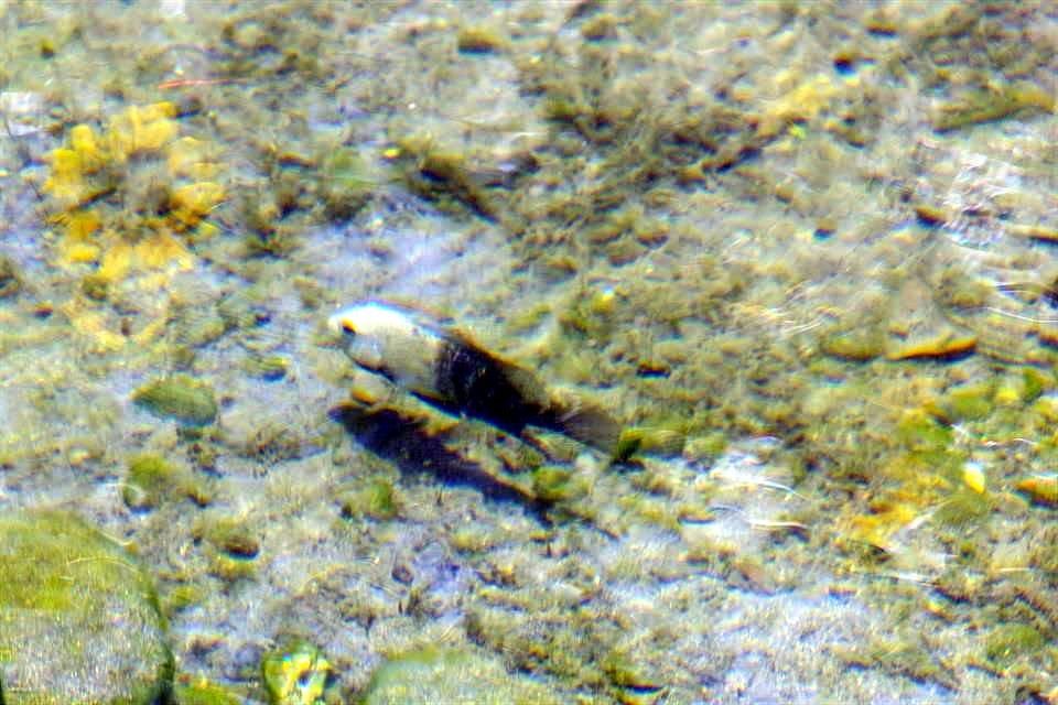 Una mojarra copetona fue captada en un estanque en un tramo en Guadalupe.