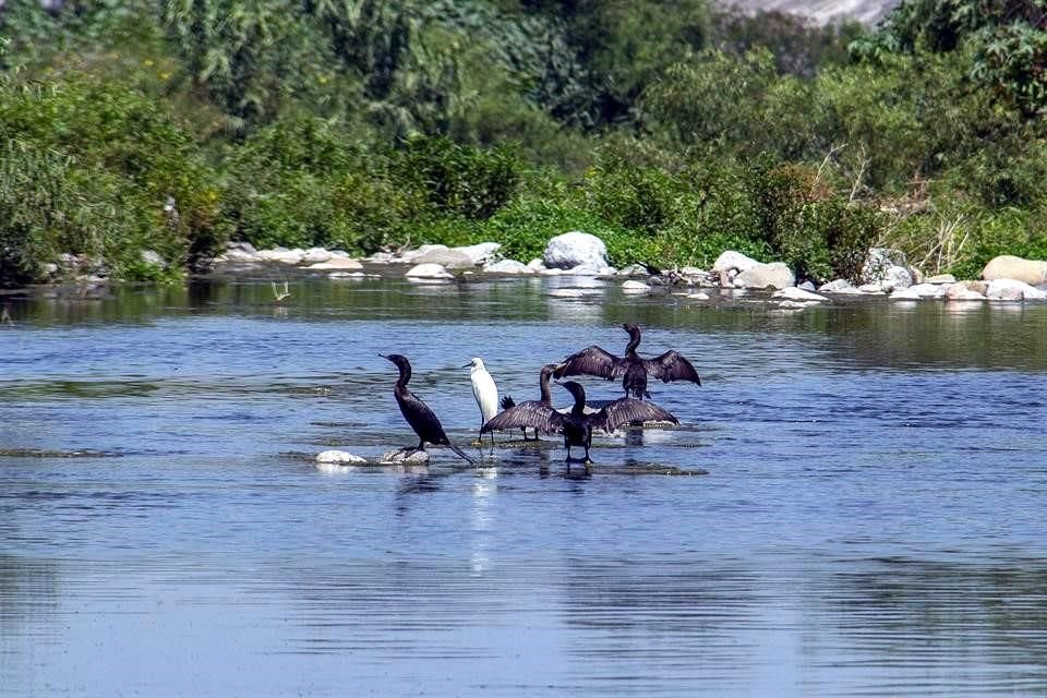 A ras del cauce, el sonido de las aves se mezcla con el ruido de los motores que circulan por Morones Prieto y Constitución.