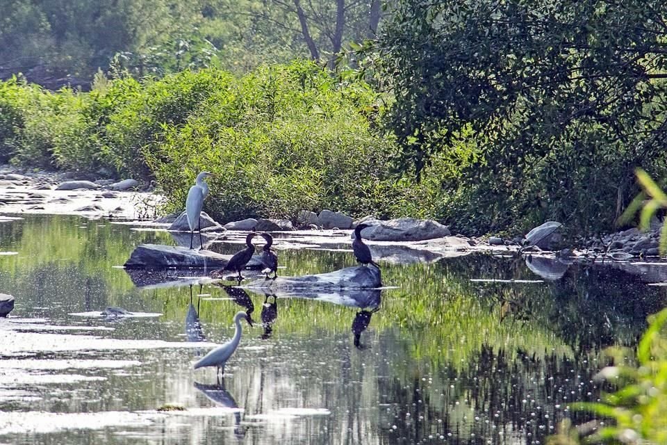 Desde entonces, el río evolucionó a un pulmón importante para el área metropolitana, con un ecosistema que, de acuerdo con especialistas, no tenía desde hace alrededor de un siglo.