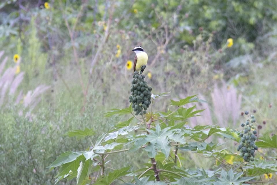Dentro de las 334 especies de fauna que se han detectado en el Santa Catarina hay anfibios, reptiles, mamíferos y aves, como la luis bienteveo.