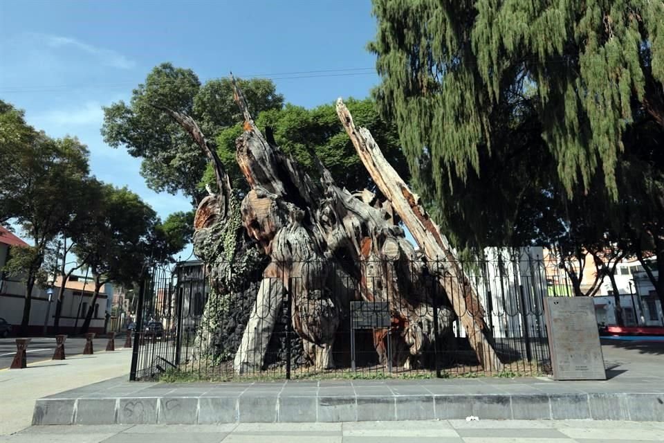 Así se ve el Parque y el Ahuehuete donde Lloro Hernán Cortés en la Noche Triste.