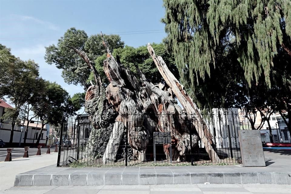 Del Árbol de la Noche Triste queda sólo la base de su monumental tronco. Según la historia, ahí  lamentaría Cortés su derrota.