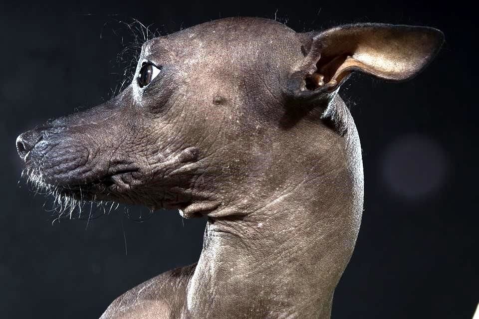 El Xoloitzcuintle es muy juguetón, sobre todo con los niños de la casa.