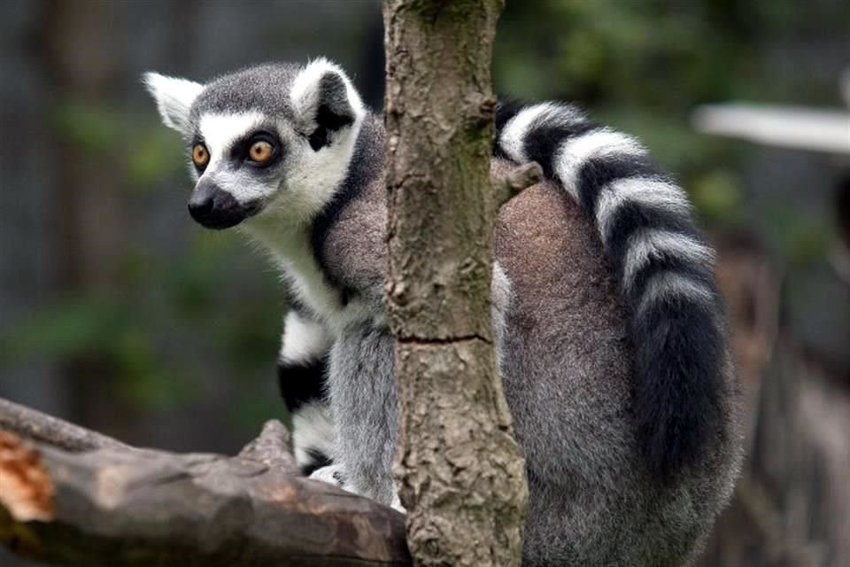 Casi un tercio de las especies de lémures de Madagascar están en peligro crítico de extinción.