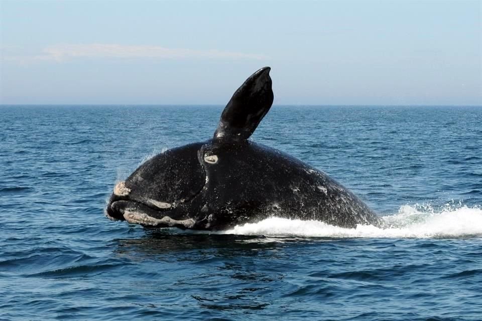 La ballena franca del Atlántico Norte está en peligro crítico de extinción