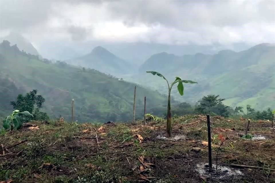 El Presidente ha presumido en sus redes los avances de Sembrando Vida.