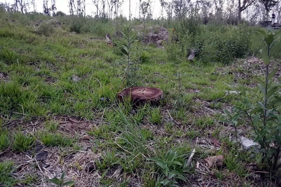 Privados buscan construir viviendas en el predio de Montes Apalaches, pese a estar dentro del Bosque de Chapultepec.